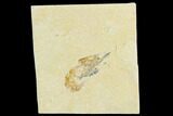 Cretaceous Fossil Shrimp - Lebanon #123978-1